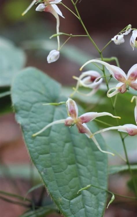 Epimedium levelek